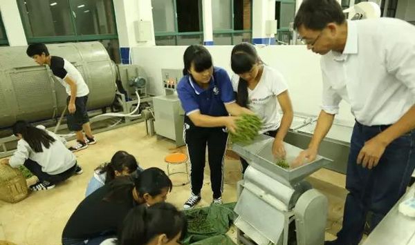 临沧高级技工学校茶叶生产与加工